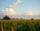 a cornfield in late afternoon on a sunny day with some clouds in the sky and a barn and gr