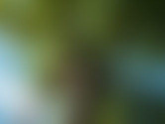 Breaking Down Tree Service Pricing Factors