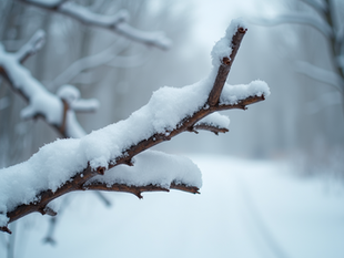 Winter Tree Care Tips for Healthier Growth