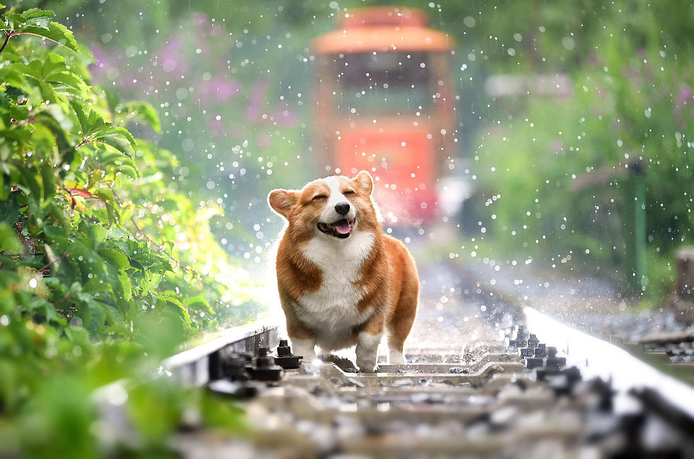 강아지1(pixabay)