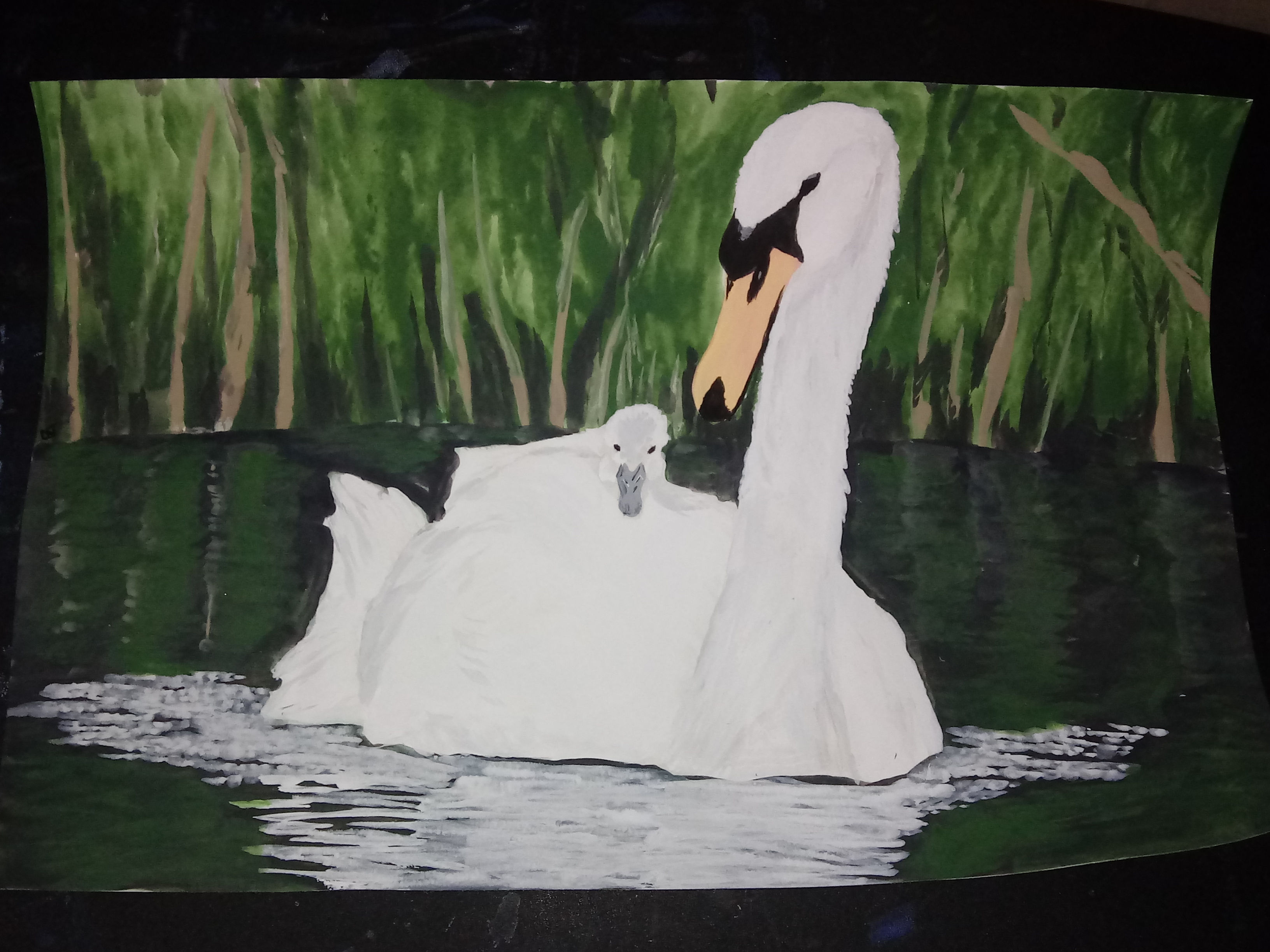 SWANS