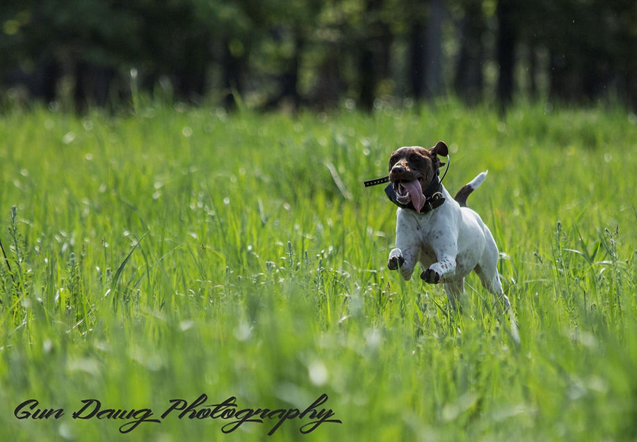dog-running.jpg