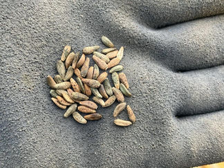 ごぼうの種まき