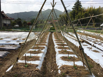 果菜類定植