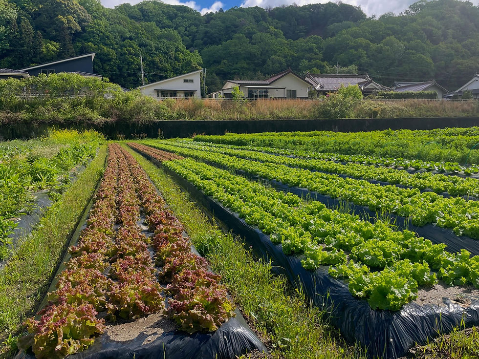 葉物たち