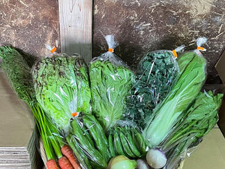 2023/5/12野菜セットM