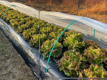 冷え込み厳しい