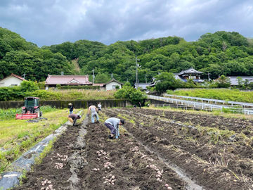 じゃがいも収穫