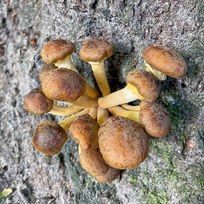 Wandelcoaching met Petra Vennegoor