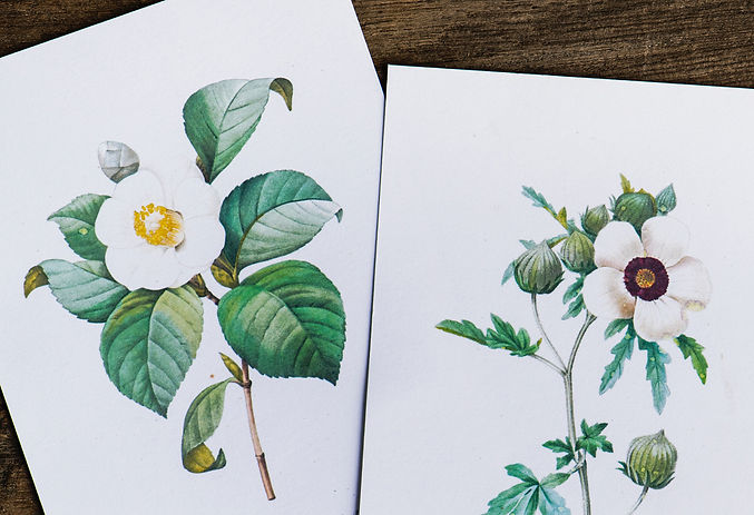 flor Ilustrações