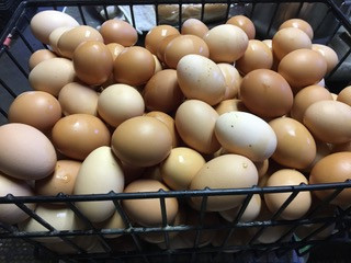 eggs in a basket