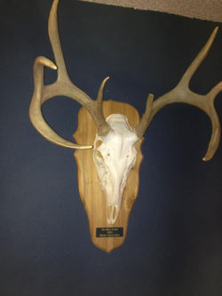 European Mount Plaque