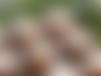 Amber jars filled with white cream are arranged in a group. Green foliage is in the background, creating a natural, refreshing atmosphere.