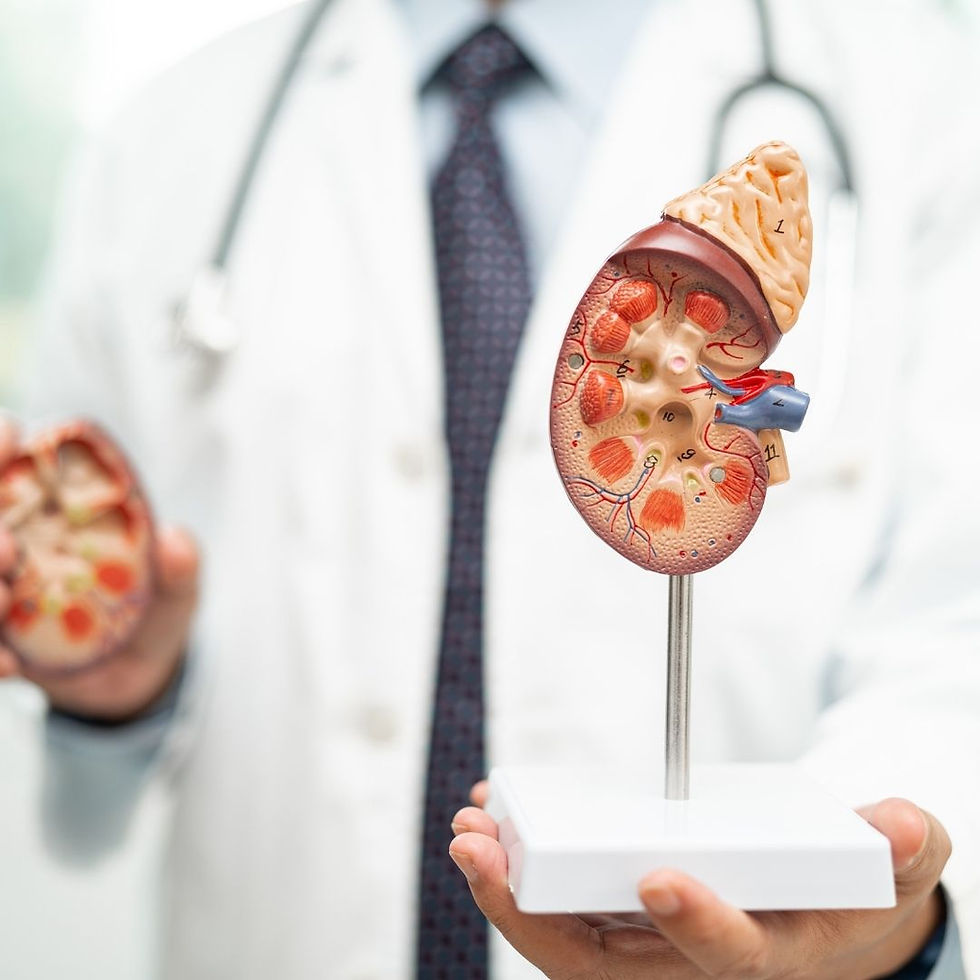 Doctor in a white coat holds a kidney model, detailed with red and blue vessels, against a blurred background, suggesting a medical setting.