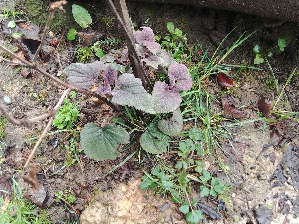 Anise Hyssop starting its bid for life among the weeds