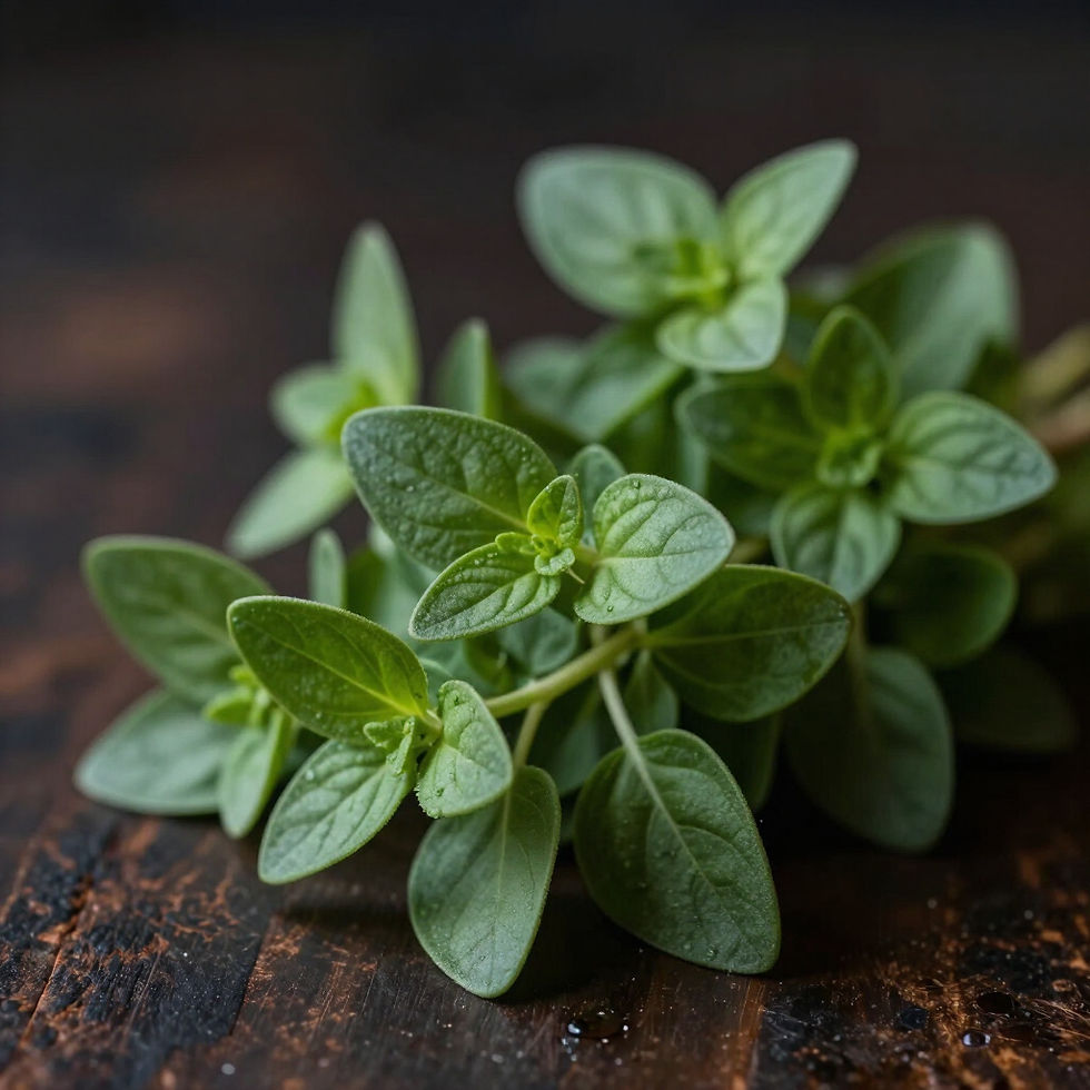 Oregano From the Church Herb Garden