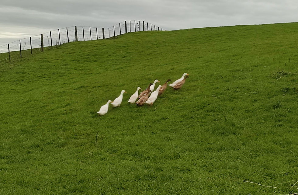 Our first Indian Runner Ducks, I thought I had my ducks in a row.