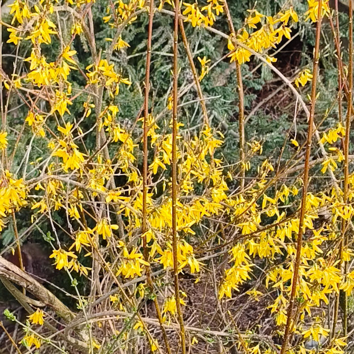 forsythia_edited.jpg