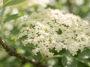 Elderflower