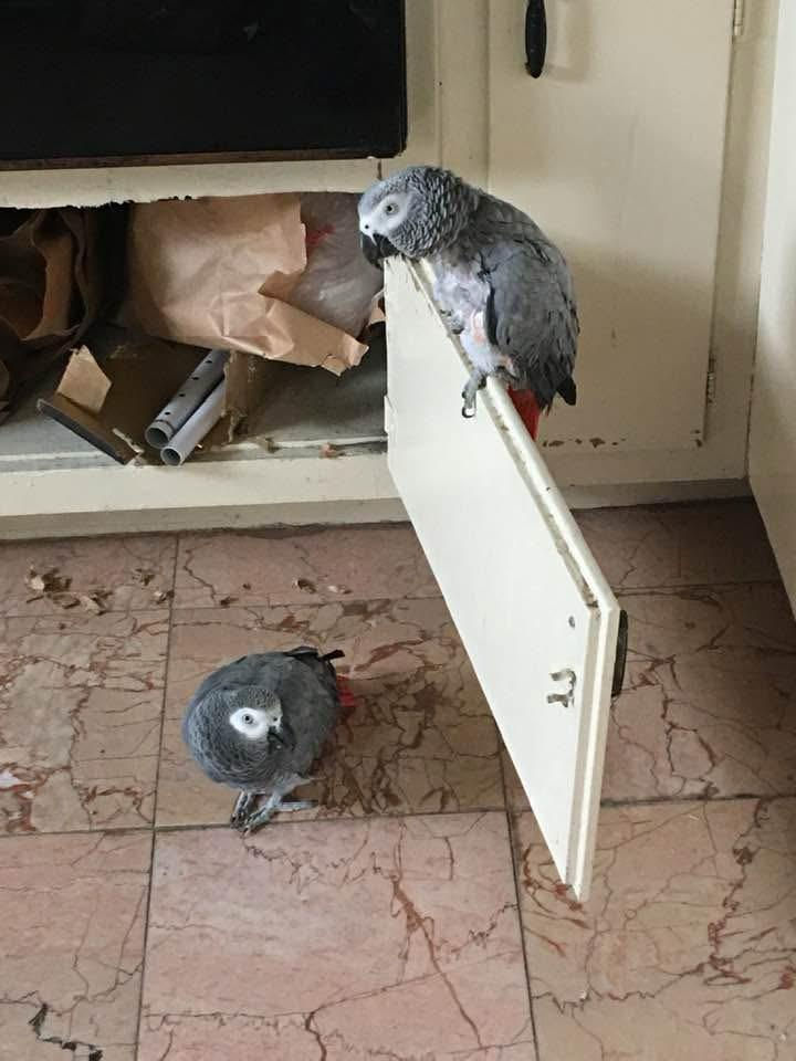 June 2025 LA: Me and Bandit in Aliena's kitchen