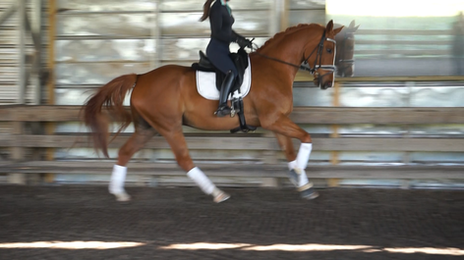 Fortune rt canter.png