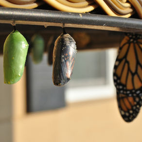 butterfly emerging