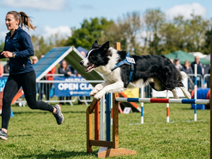 There's More To Life - 5 Dog Sports to Try Today