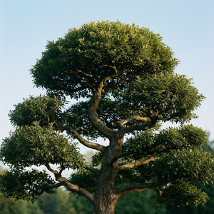 Tree Care Excellence