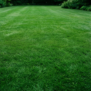 Seasonal Yard Makeover