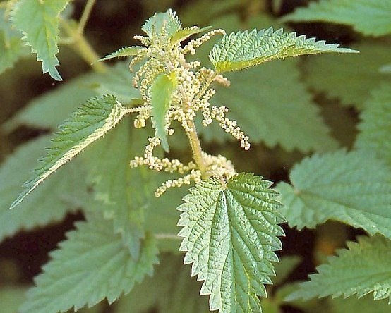 Una planta increíble que cura la Próstata, controla la Diabetes y previene el Cáncer.