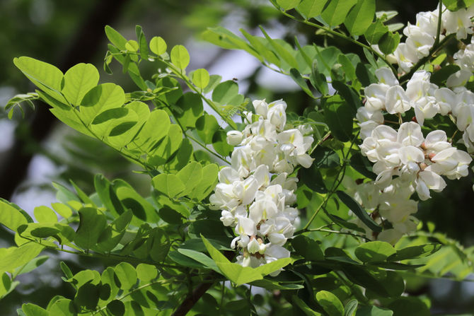 ニセアカシアの花が咲きました