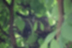 ree