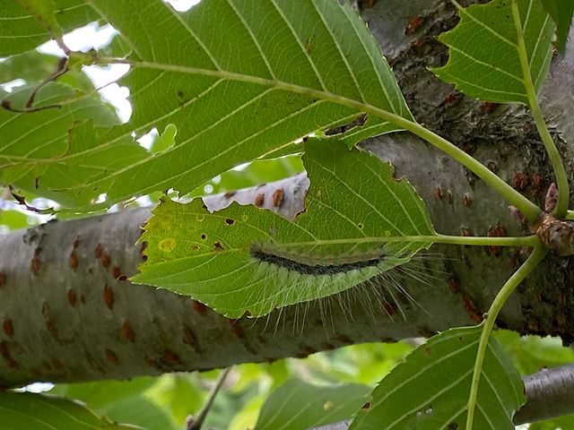 毛虫が大発生 アメリカシロヒトリ 毛虫が大発生 アメリカシロヒトリ