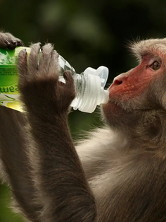 Vacuna contra el coronavirus: por qué el macaco rhesus es clave para combatir el Covid-19