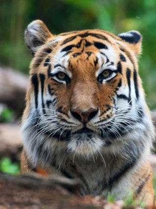 Sie7e tigres más del zoológico del Bronx dan positivo a COVID-19
