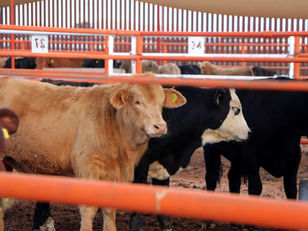 Del sur al norte: el avance de la exportación ganadera en México bajo la mirada del campo chiapaneco