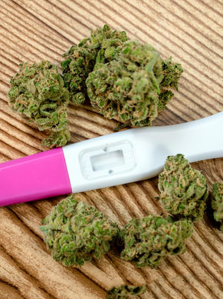 Exposición a THC en el embarazo afectaría desarrollo fetal y placentario