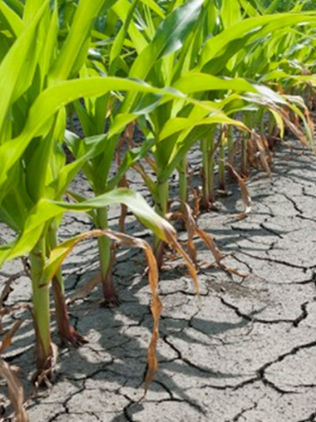 Publica Conagua acuerdo de inicio de emergencia por sequías