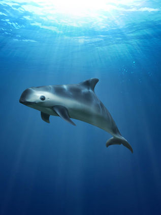 Extinción de vaquita marina, resultado de un descuido sistemático