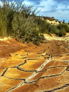 Causarán sequías y olas de calor mortandad masiva de árboles
