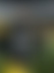 Analizan seguir con Rodgers