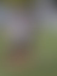 Circuito va por cuarta fecha