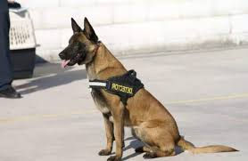 Los perros podrían salvar a especies en peligro de extinción