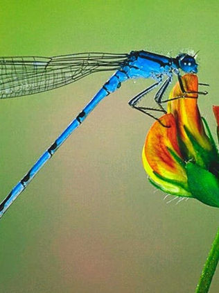 Científicos trazan ruta para conservar y recuperar insectos