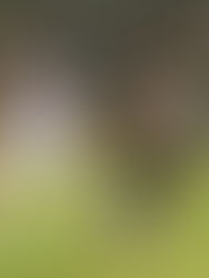 Ante el líder en casa