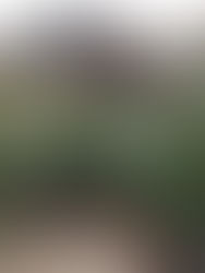 Detectan plaga en árboles de Navidad