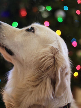 Pirotecnia y ser regalados, los peores enemigos de las mascotas