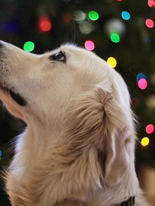 Pirotecnia y ser regalados, los peores enemigos de las mascotas