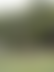 León procura a jugadores