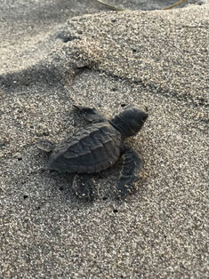 Actividad humana representa el principal peligro para tortugas marinas
